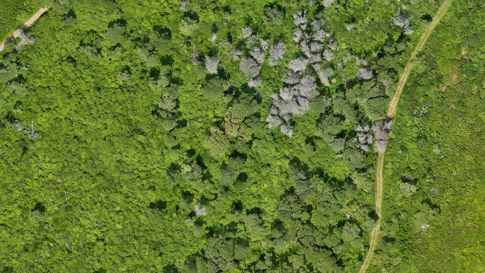 Aerial map-style image showing pitch pine mortality patterns consistent with southern pine beetle impact